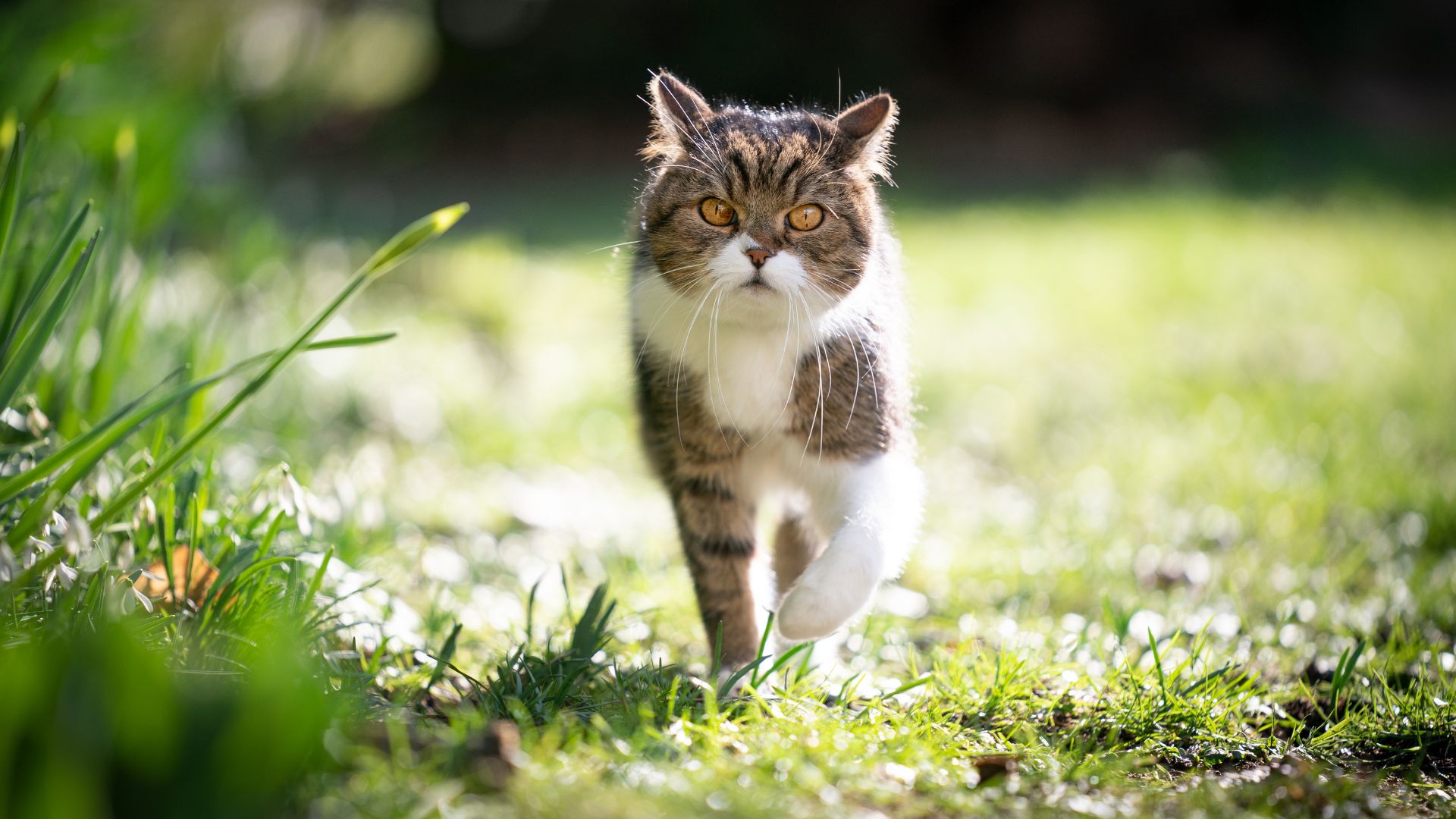 striped cat walking in grass